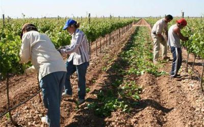 El BOE publica la esperada Orden que rebaja los módulos agrarios del IRPF de 2015