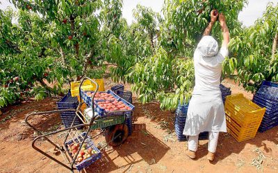 Reducción de los Módulos de Agricultura para el IRPF de 2016